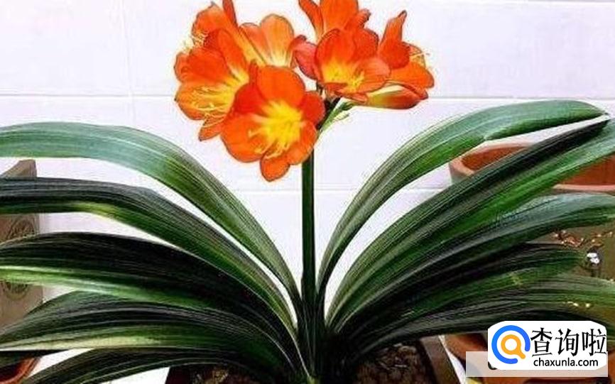 君子兰如何修剪才正确