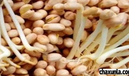 怎样种花生芽长得比较好