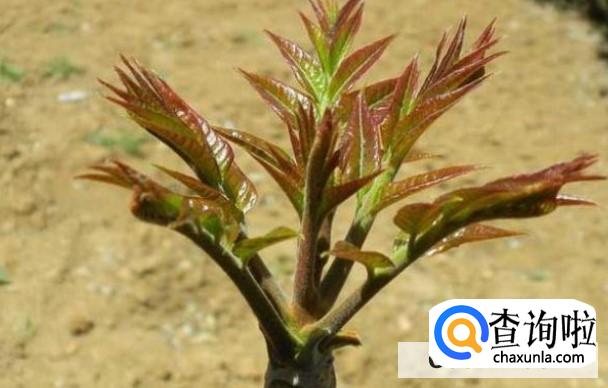 养殖椿树需要注意什么