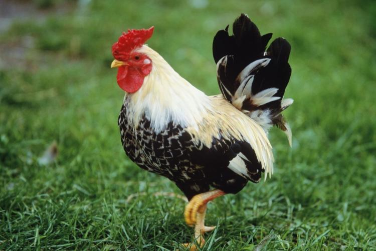 欲钱去树上找一找是什么生肖