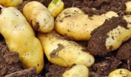 马铃薯的主要成分是什么