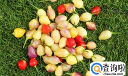 五彩观赏椒盆栽种植方法