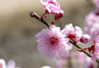 关于梅花的诗句