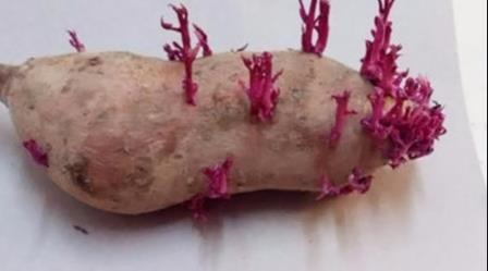 有哪些植物发芽之后不能食用呢