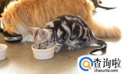 猫咪不愿意吃饭怎么办