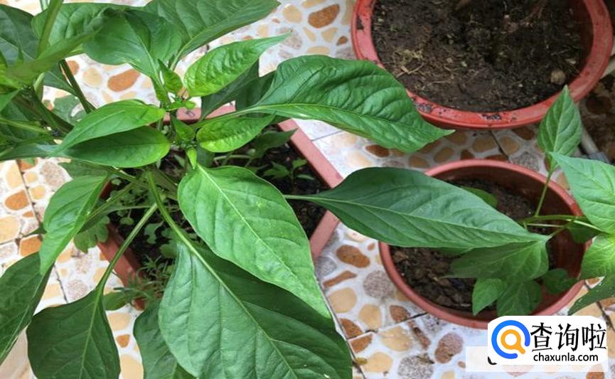 辣椒树叶子卷起来了要如何处理