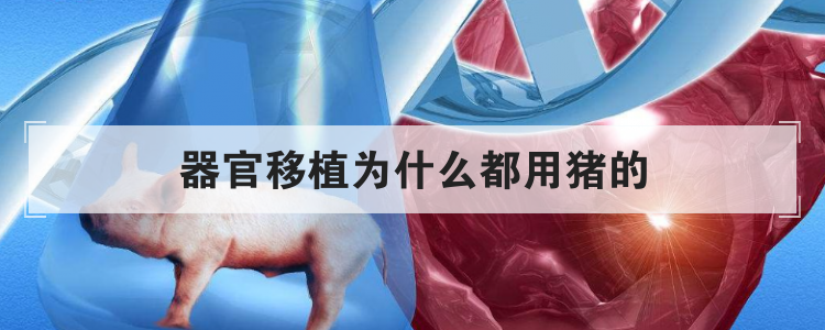 器官移植为什么都用猪的