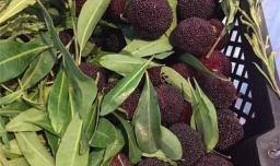 发酵型杨梅酒制作方法