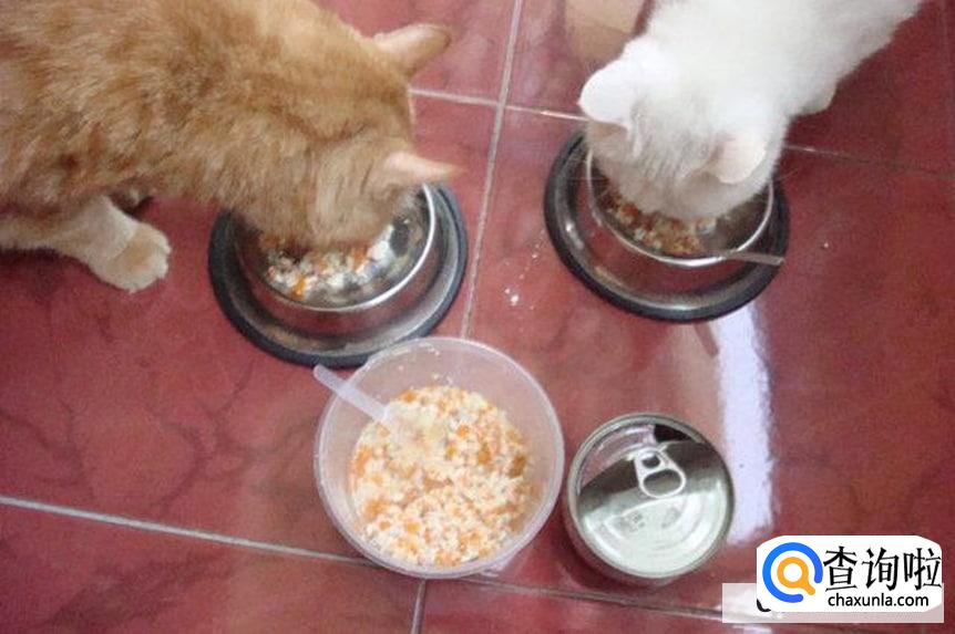 自制猫粮的做法