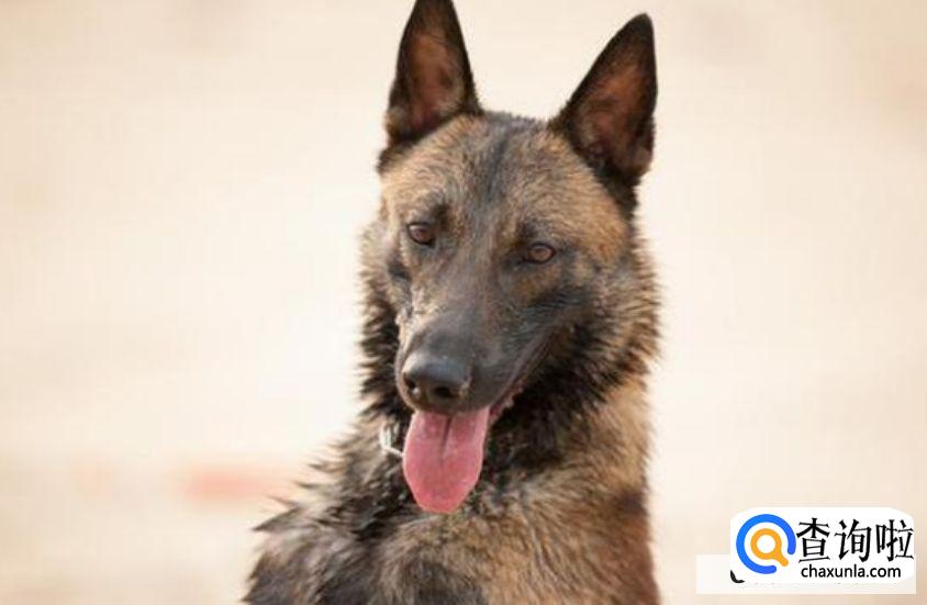 为什么马犬不合适家养