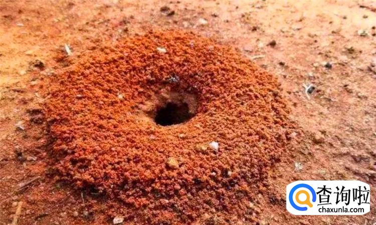 蚂蚁洞口怎么辨别方向