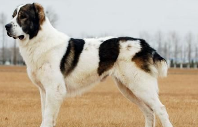 世界十大名犬排行榜