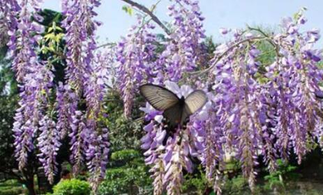 葛花的作用与功效