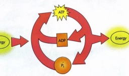 人体内有三大供能系统它们分别是