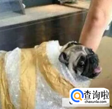 如何快递狗狗到异地