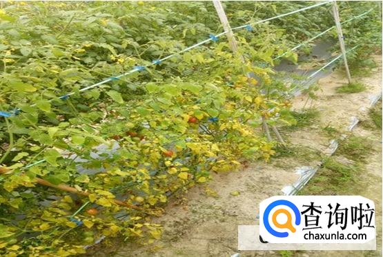 圣女果叶子发黄枯萎怎么处理较好