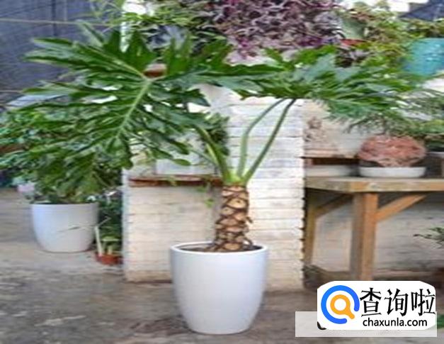 春雨植物怎么养