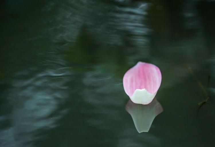 一花一世界一叶一菩提是什么意思