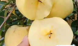 黄金维纳斯苹果是黄元帅吗（不是）