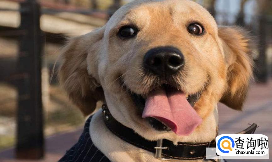 狗狗被人偷了怎么找