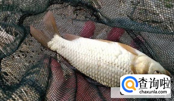 如何辨别鲫鱼是不是野生的