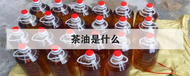茶油是什么