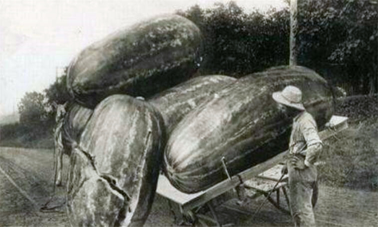 浮夸是什么意思