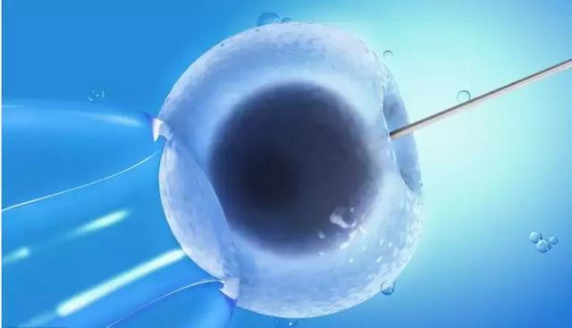 冻卵是什么意思啊