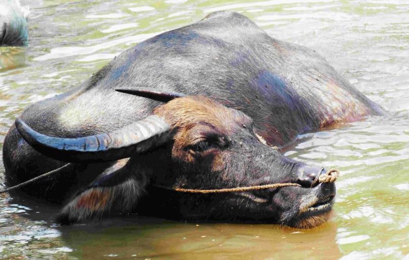 夏天水牛为什么喜欢浸在水里