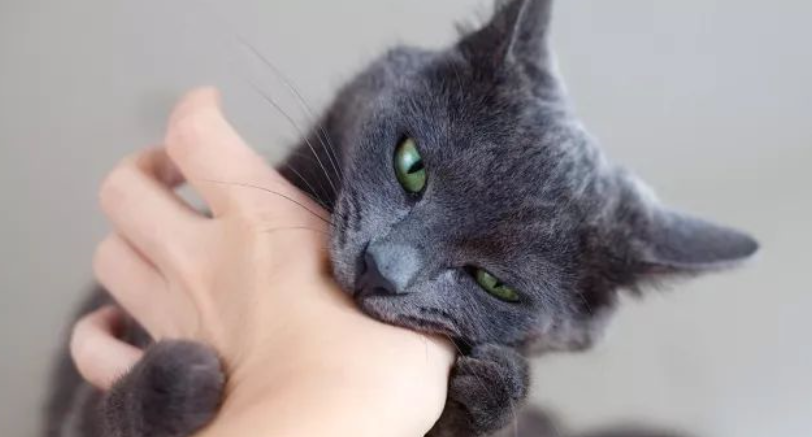 被猫咬了怎么办