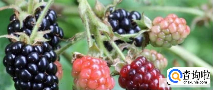 怎么解酒什么东西解酒效果最好?