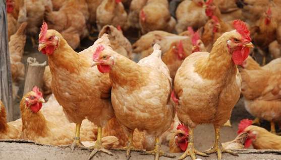 七零八落是指什么动物