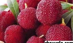 杨梅的营养价值是怎样的