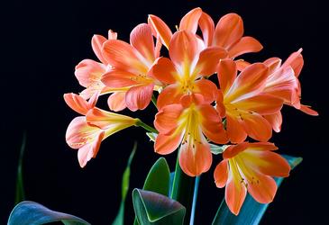 为什么自然界中很少有黑色的花朵