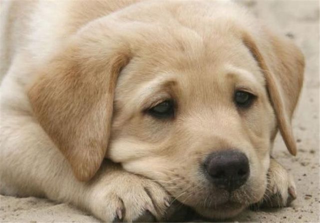 狗狗为什么总是流眼泪