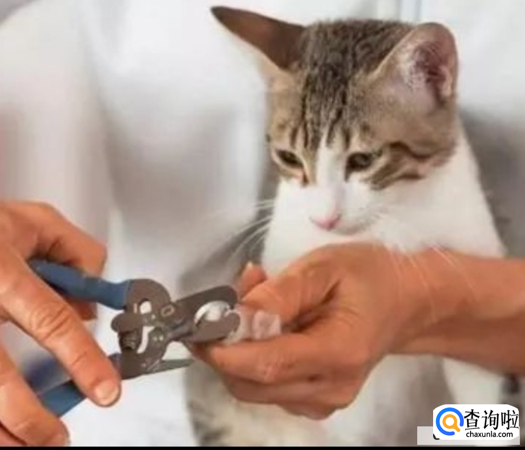 怎么给猫咪剪指甲