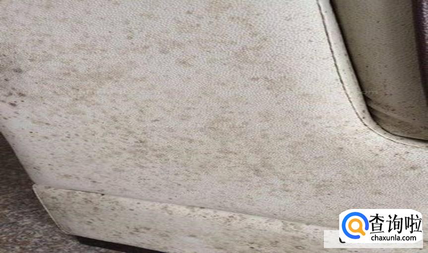 沙发有发霉的黑点要怎么处理