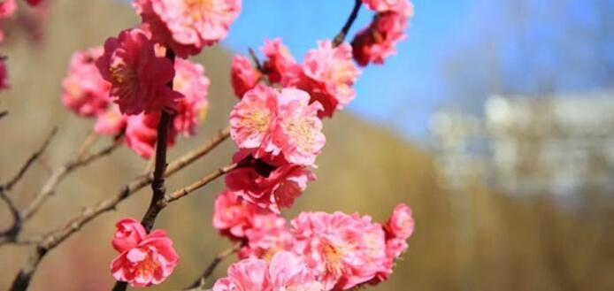 犹有花枝俏原文及翻译