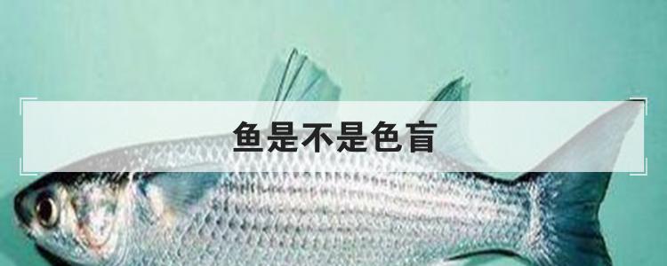 鱼是不是色盲
