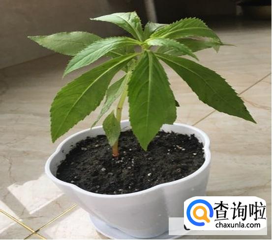 风仙花盆栽养殖方法