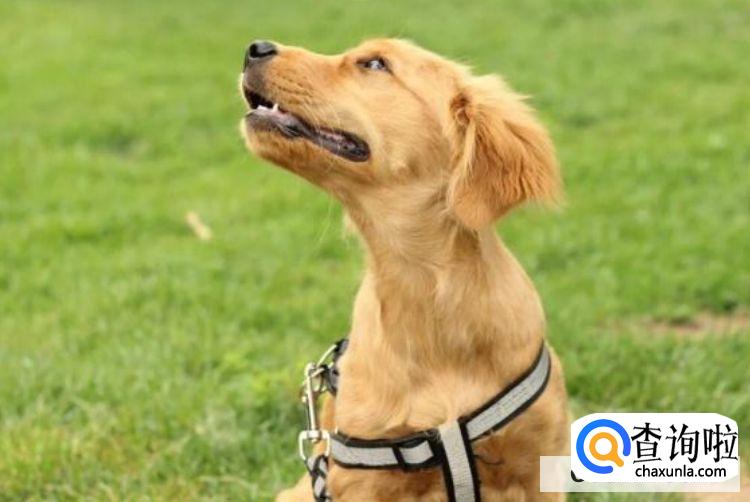 怎么才能调教出一个听话的狗狗?