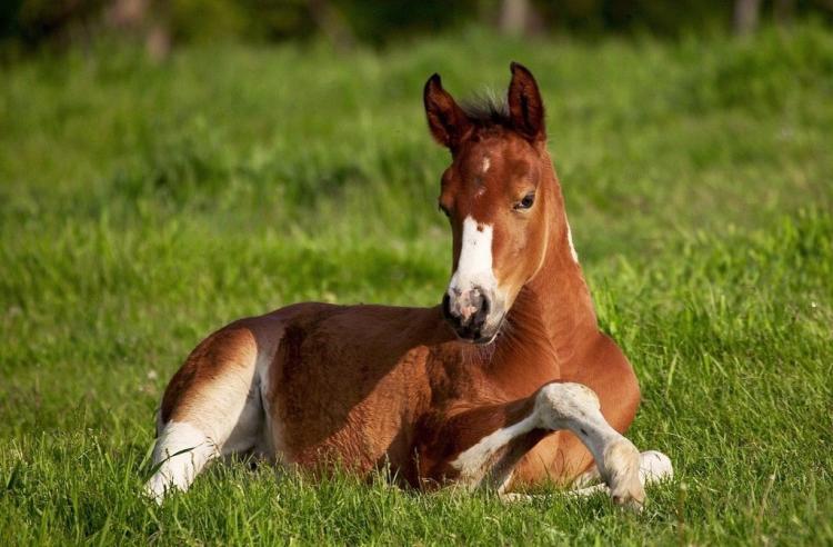 精神奕奕的动物是什么动物