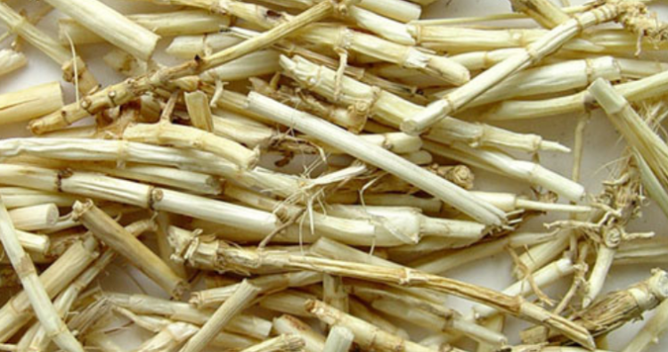 白茅根的作用与功效