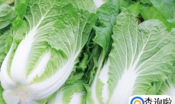 冬天吃什么蔬菜最好