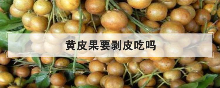 黄皮果要剥皮吃吗
