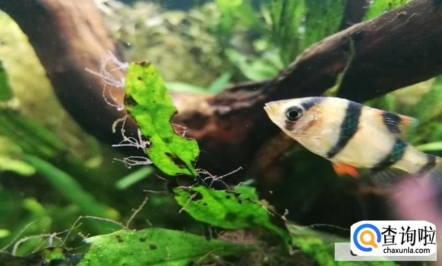 鱼缸爆藻最快的方法有吗