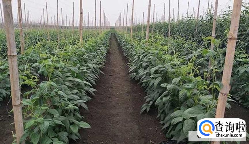 豇豆的种植时间和种植方法是怎么样的