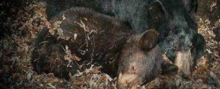 冬眠的动物有什么?