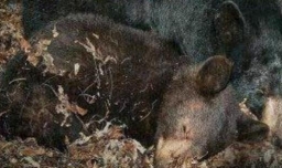 冬眠的动物有什么？