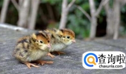 如何饲养鹌鹑？